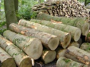 辦公家具材料只白蠟木